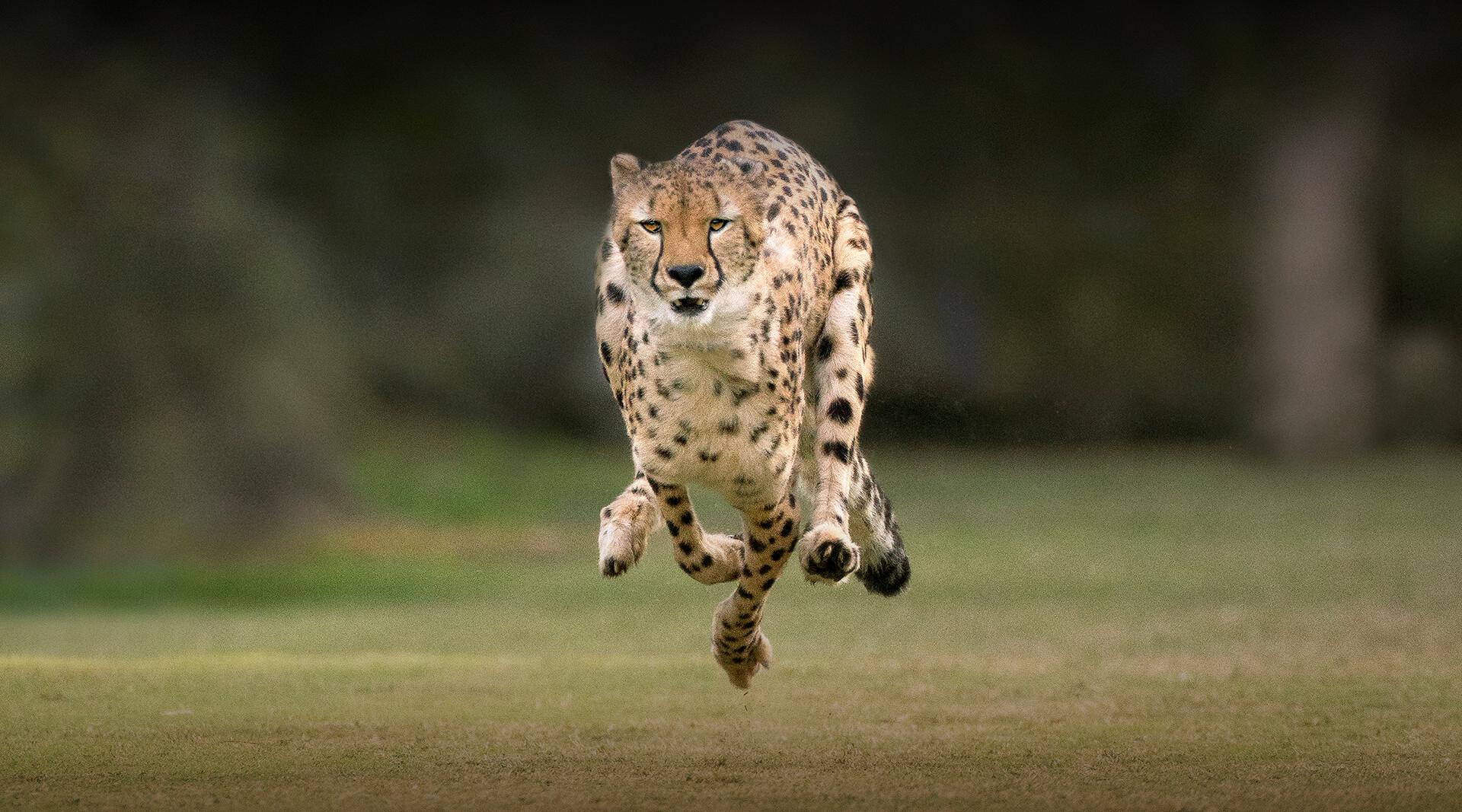 Cheetah running straight at camera on large grass lawn.