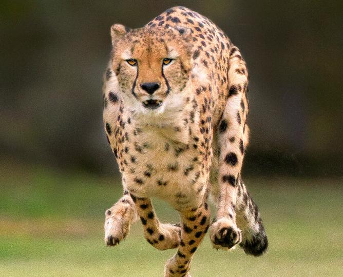 Cheetah running head on.