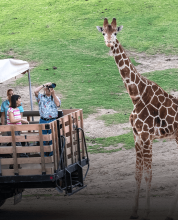 People on a safari truck look at a giraffe