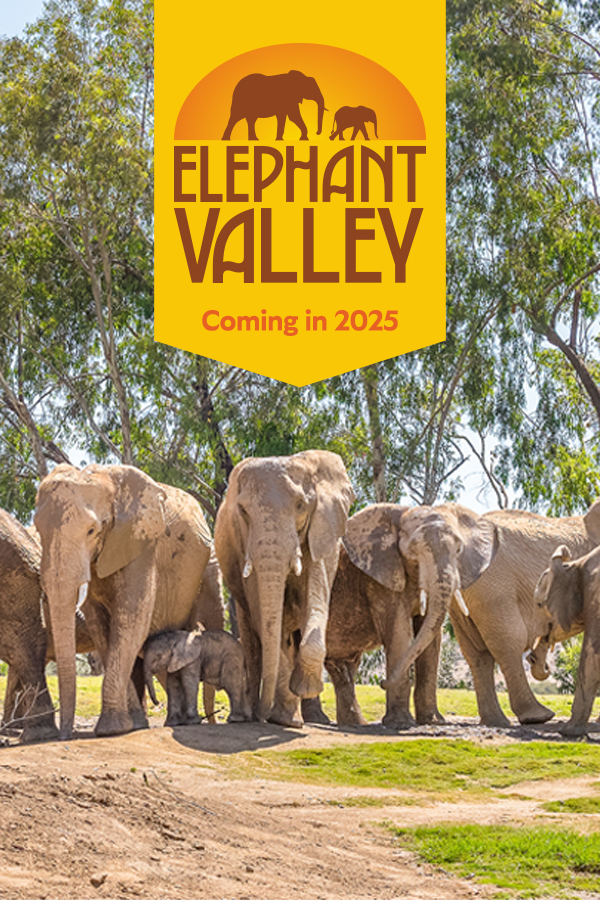 elephant herd image with Elephant Valley logo