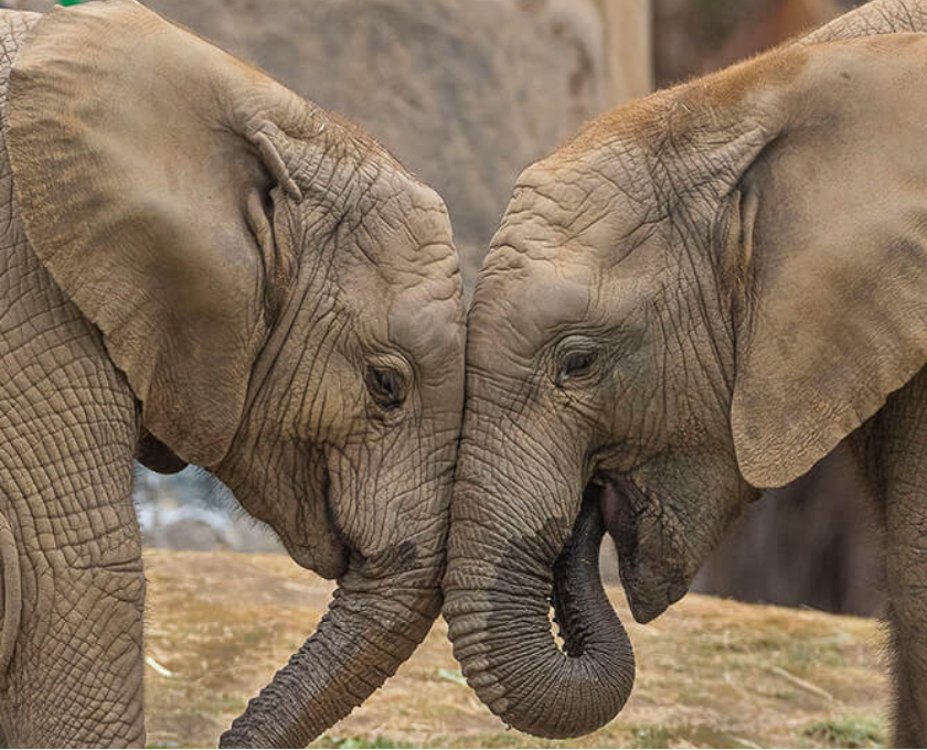 Two elephants nose to nose