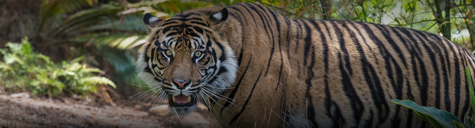 Tiger Cam | San Diego Zoo Safari Park