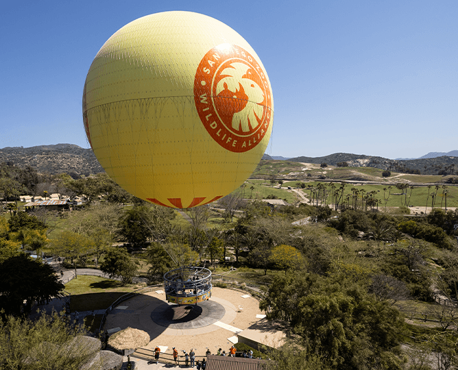 san diego safari park balloon