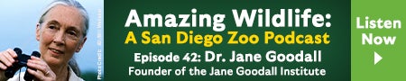 Amazing Wildlife Podcast - Dr. Jane Goodall