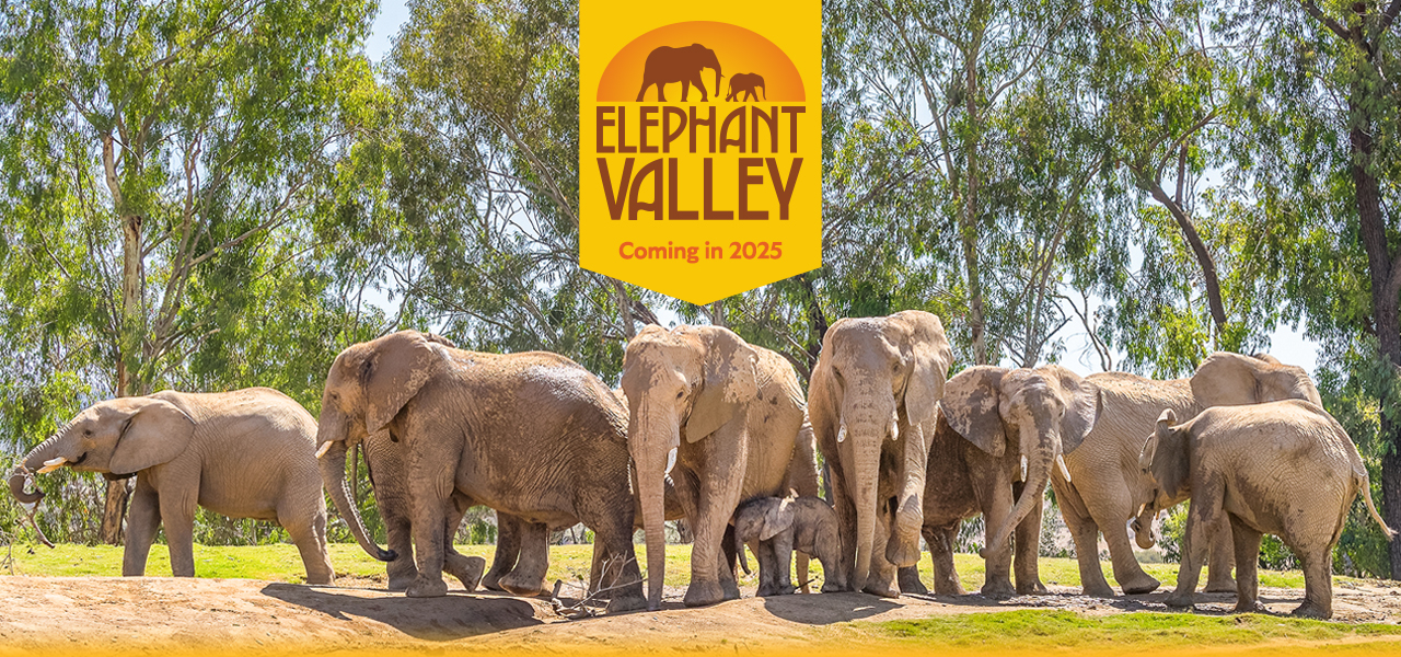 Elephant Valley at the San Diego Zoo Safari Park