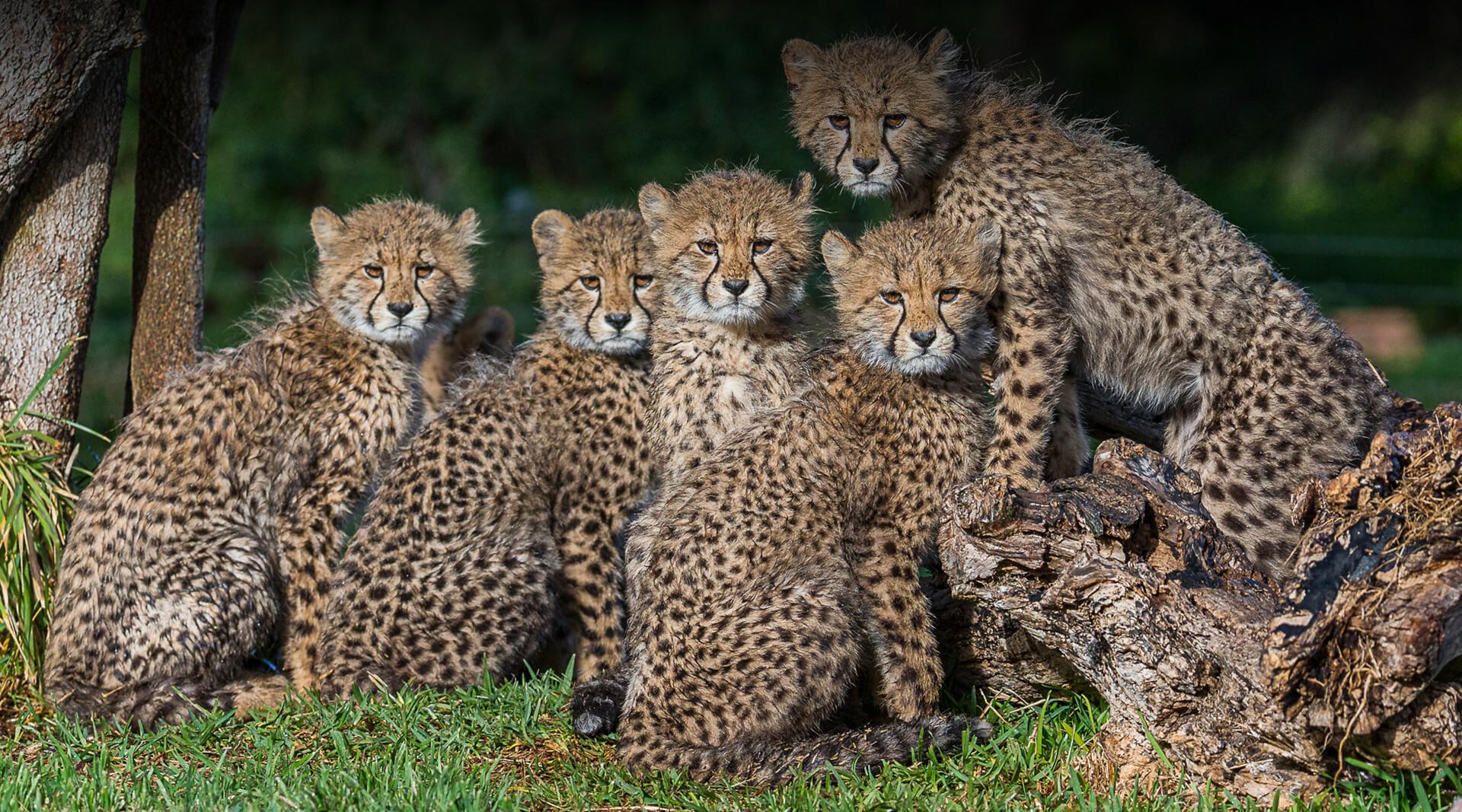 cheetahs