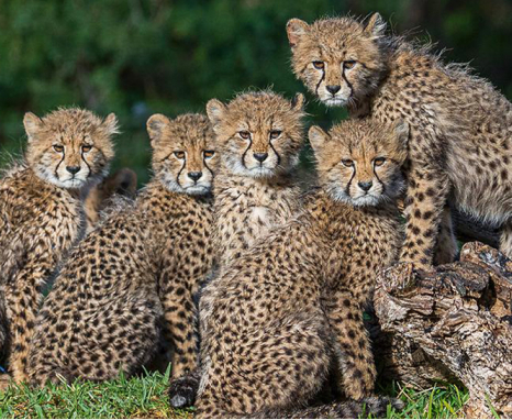 cheetahs