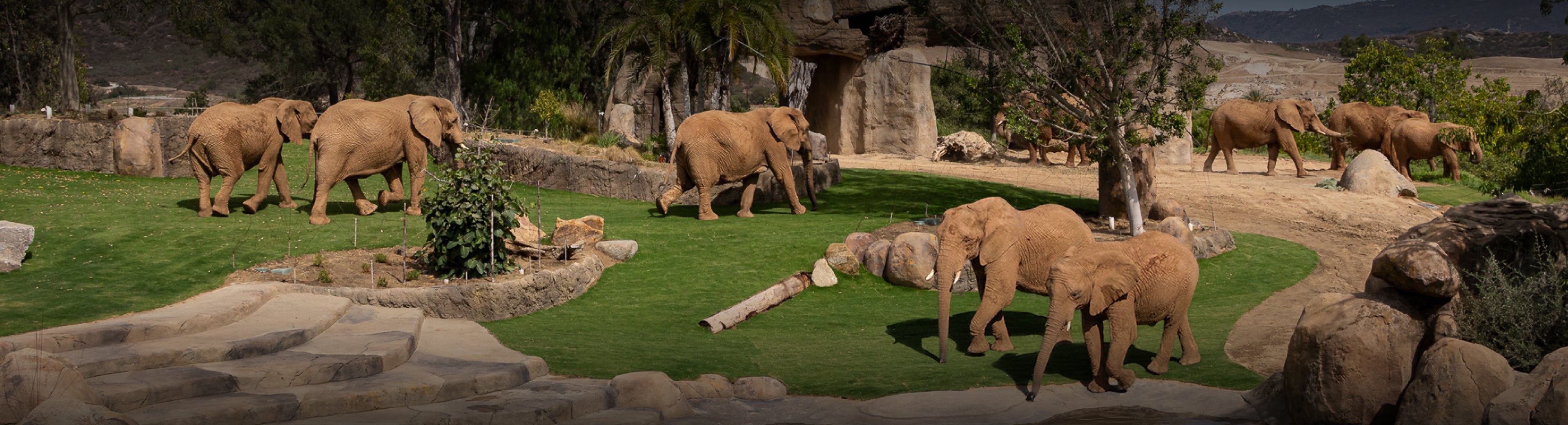 Herd in Elephant Valley