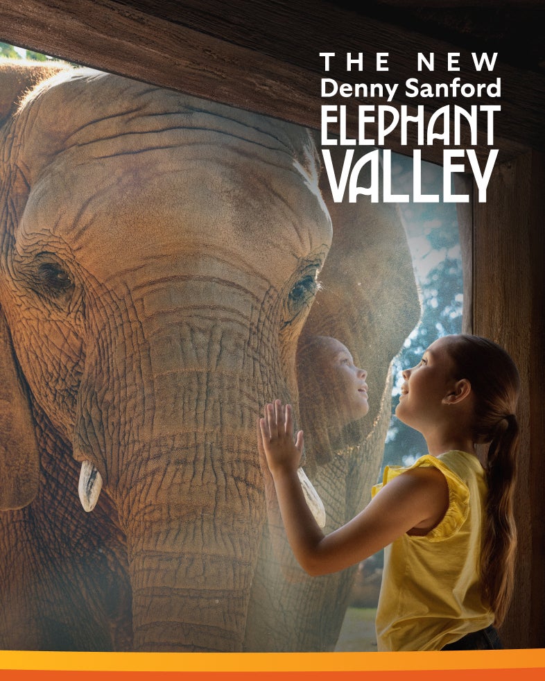 The new denny sanford elephant valley