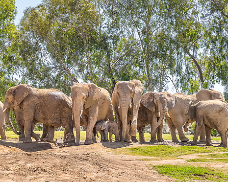 Elephant Valley herd