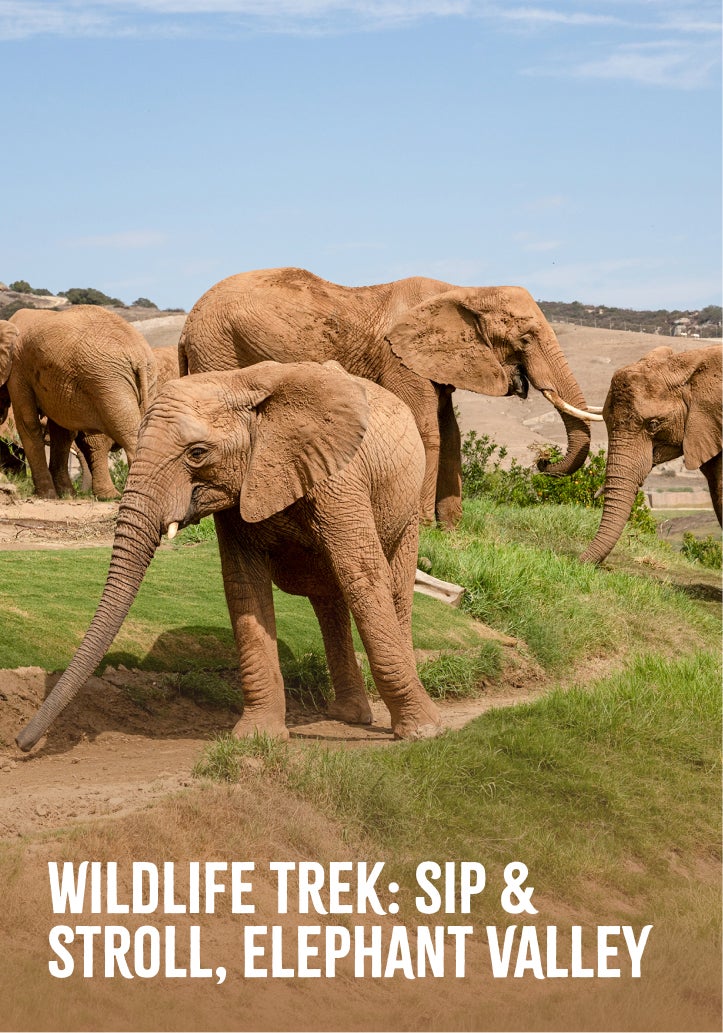 Wildlife Trek: Sip &amp; Stroll, Elephant Valley