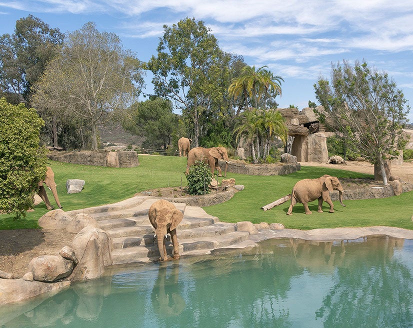 Elephant Valley Watering Hole
