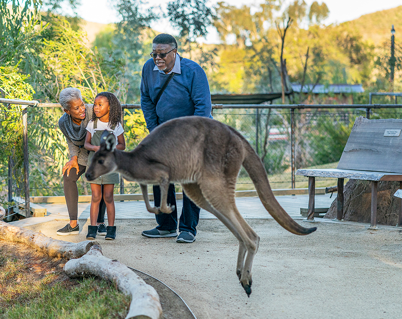 Grandparents watch a kangaroo with their grandchild