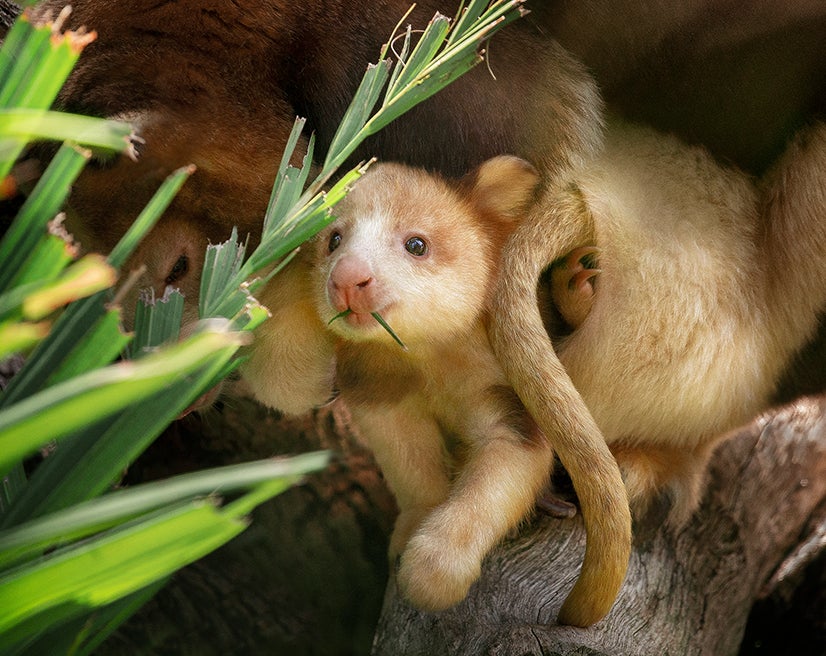 tree kangaroo with joey