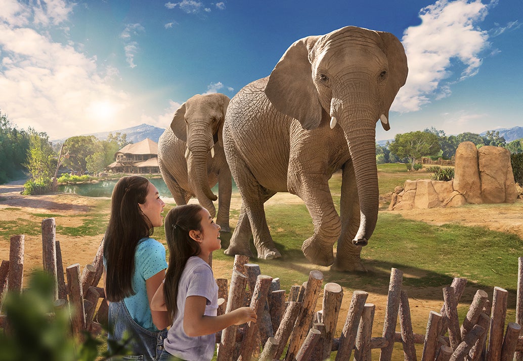Two looking at Elephant