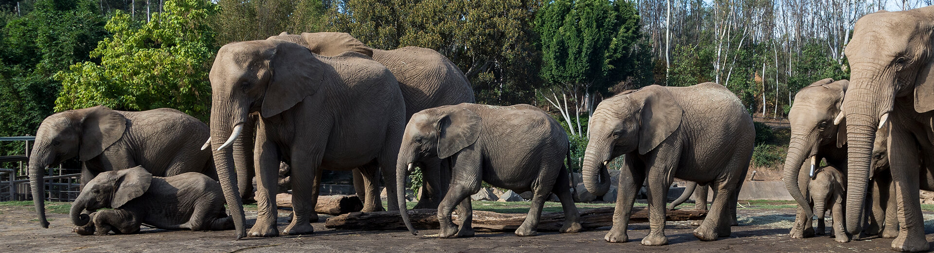 Elephant Cam | San Diego Zoo Safari Park