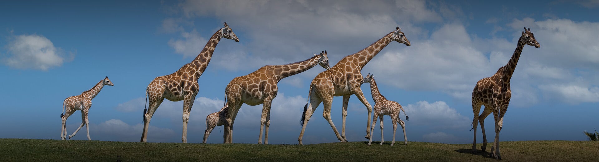 texas safari ranch live giraffe cam