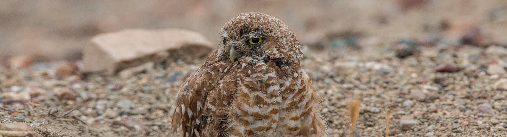 depressed baby owl