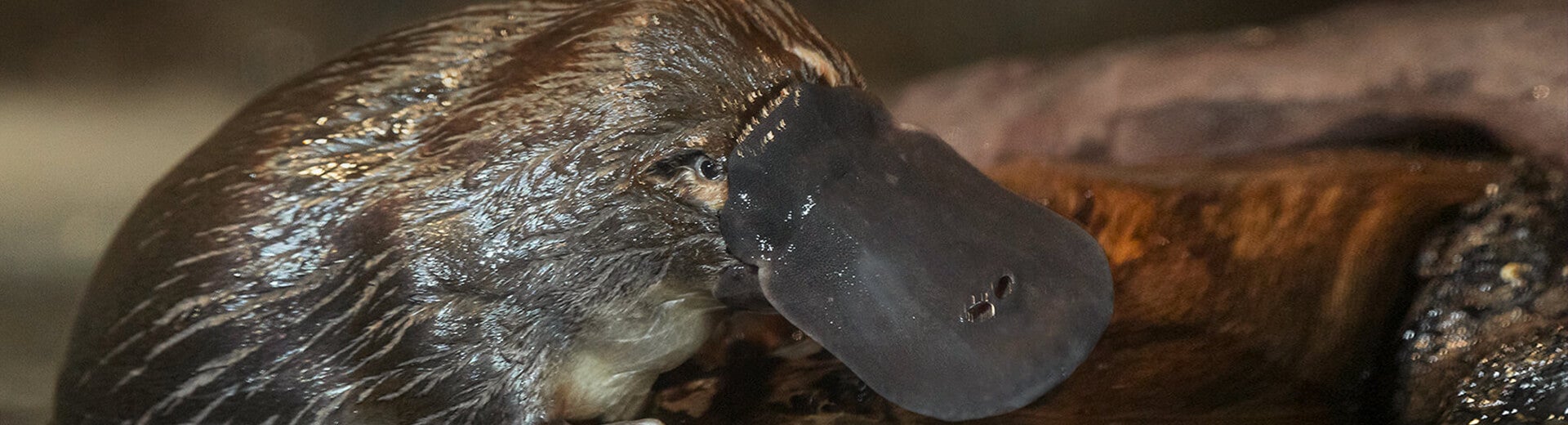 Platypus Cam San Diego Zoo Safari Park