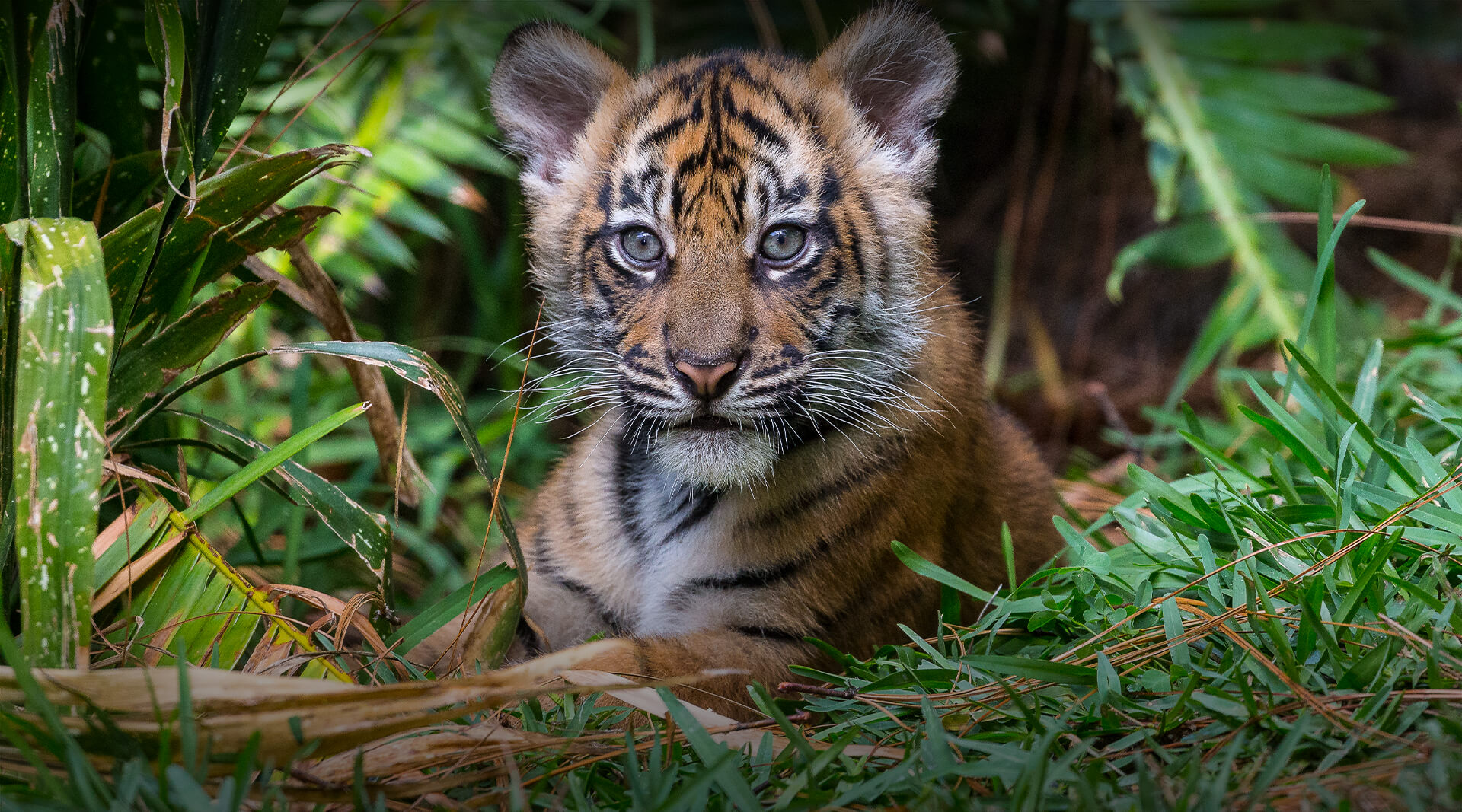 Tiger cub looks at camera