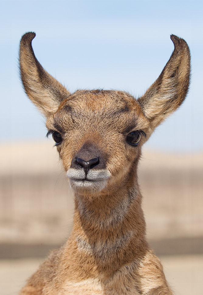 baby pronghorn