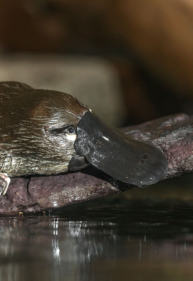 platypus on a log above water