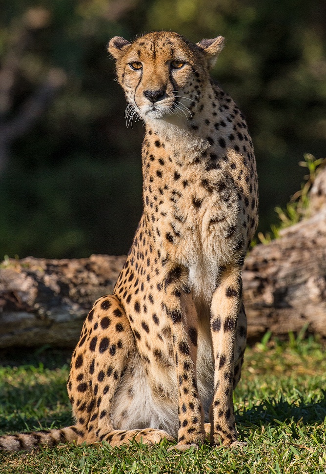 cheetah sitting in the sunlight