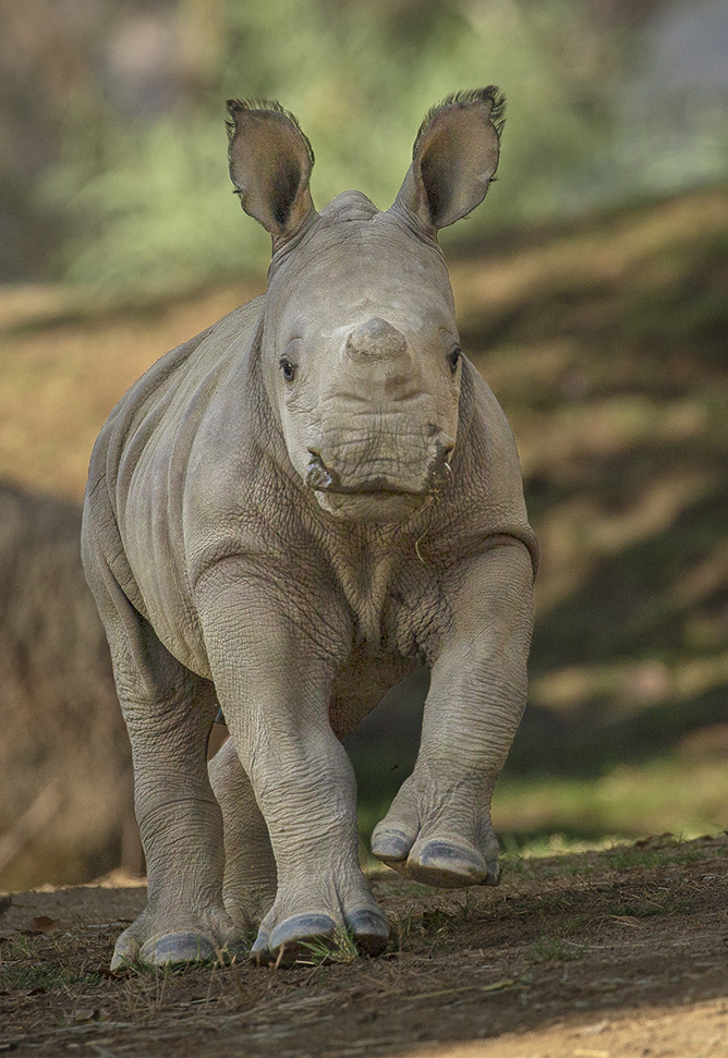 Southern white rhino