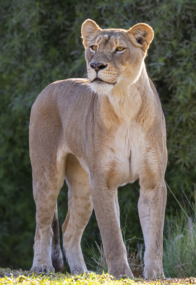 lioness