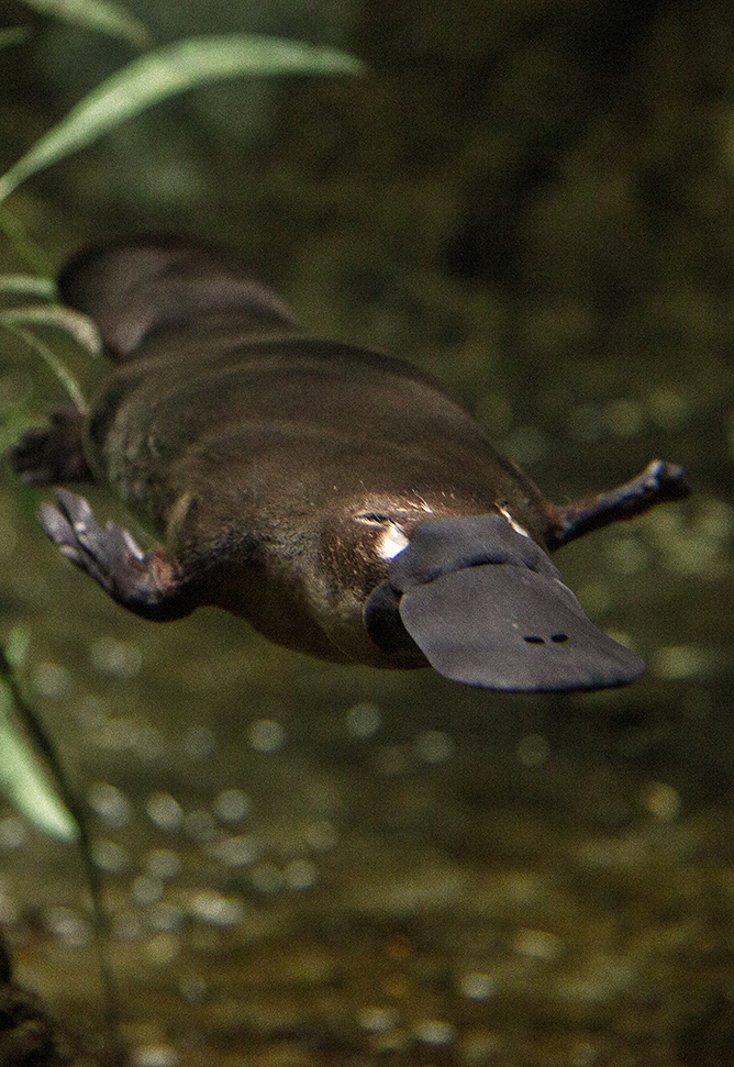 Platypus