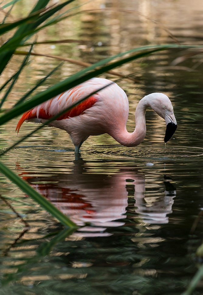 Flamingo