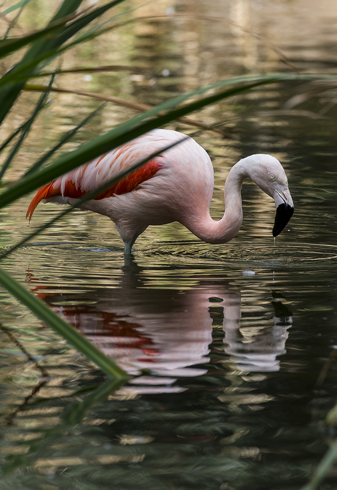 Flamingo