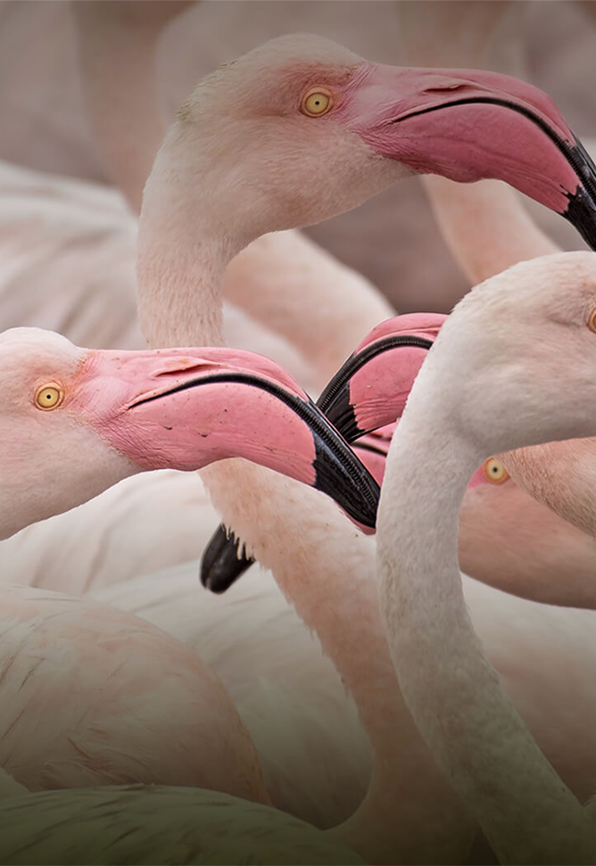 Flamingos