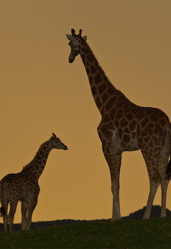 Giraffes at twilight