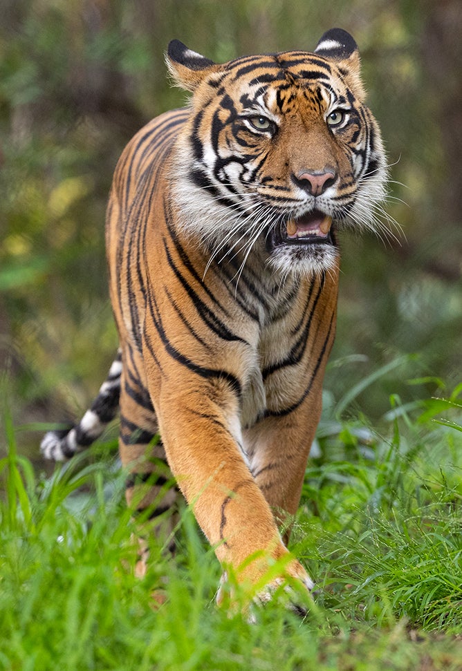 Sumatran Tiger