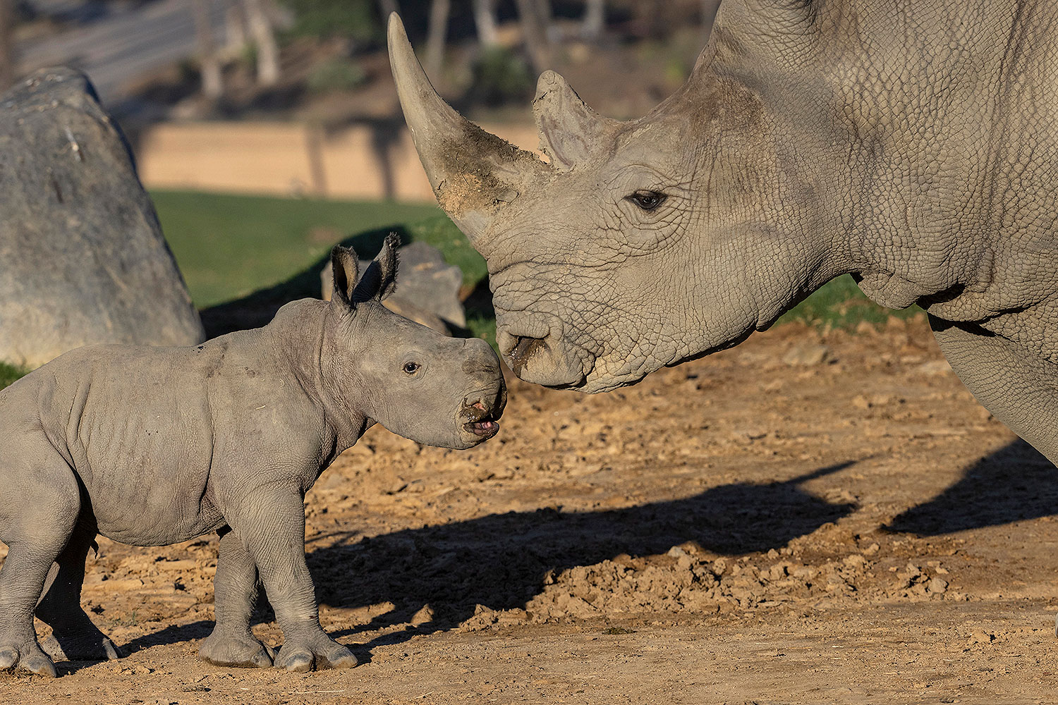 Rhino mother and rhino calf touching noses