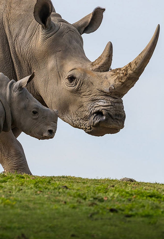 Southern white rhinos