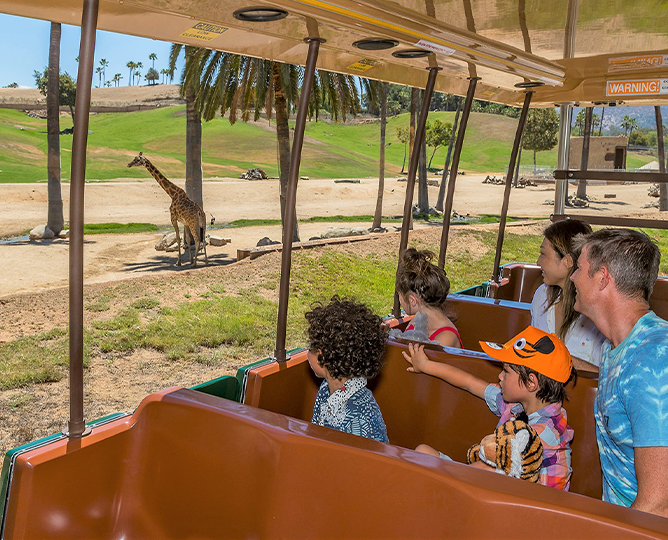 Explore the Savannas on Africa Tram