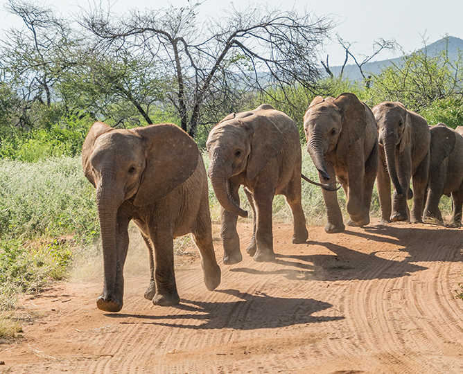 elephants