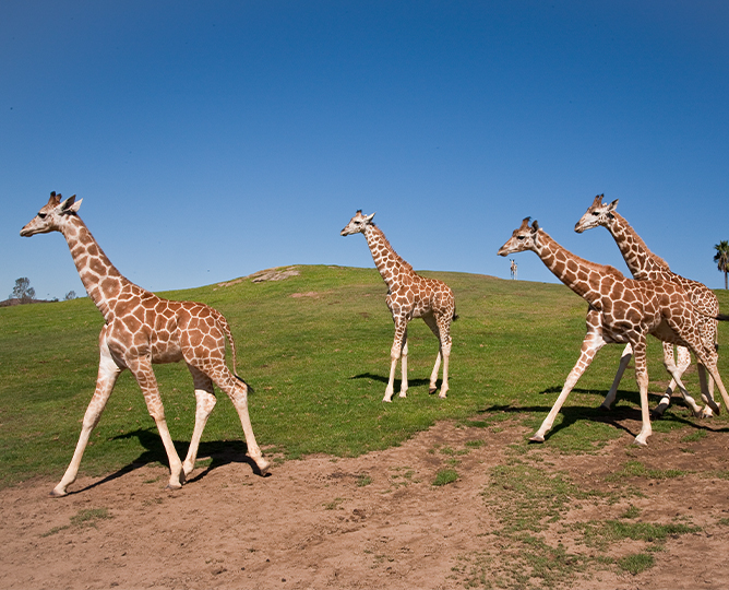 herd of giraffes