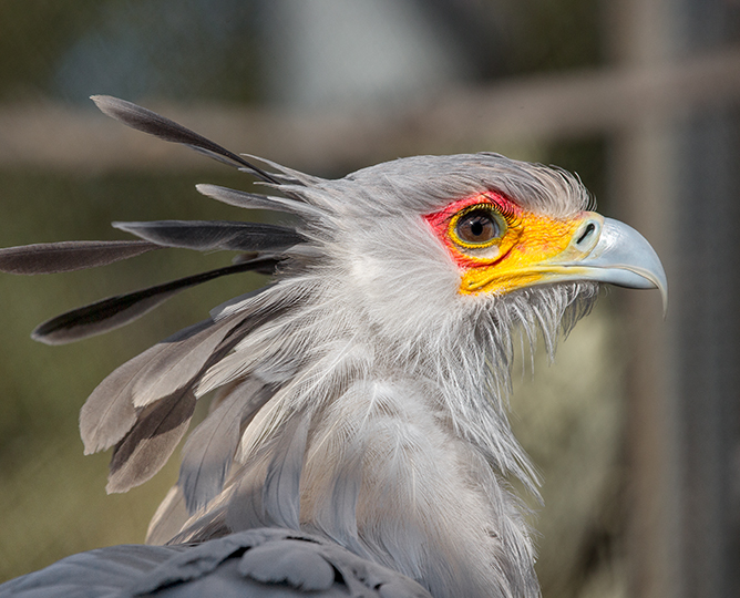 Ask a Wildlife Care Specialist