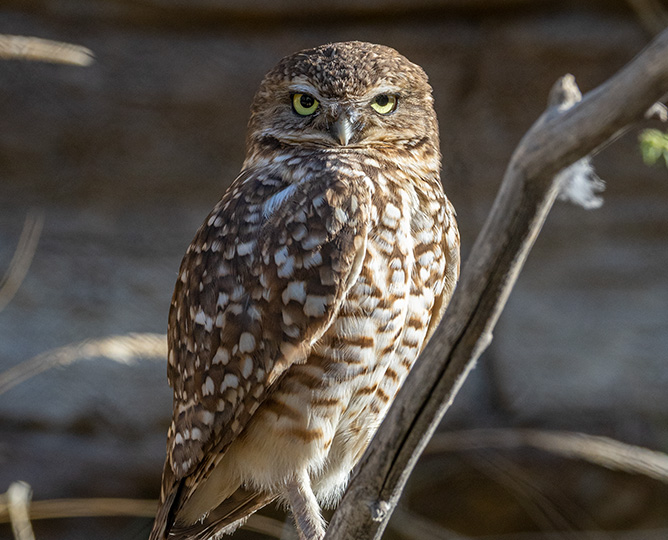 burrowing owl on branch