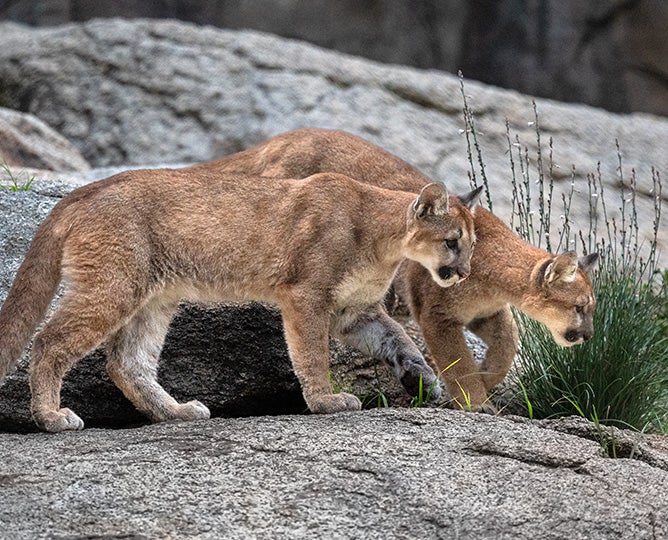 Photo of two mountain lions standing on  a large boulder formation looking with interest at something ahead of them
