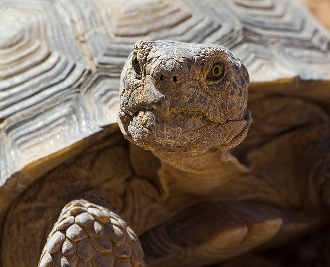 close up of desert tortoise face