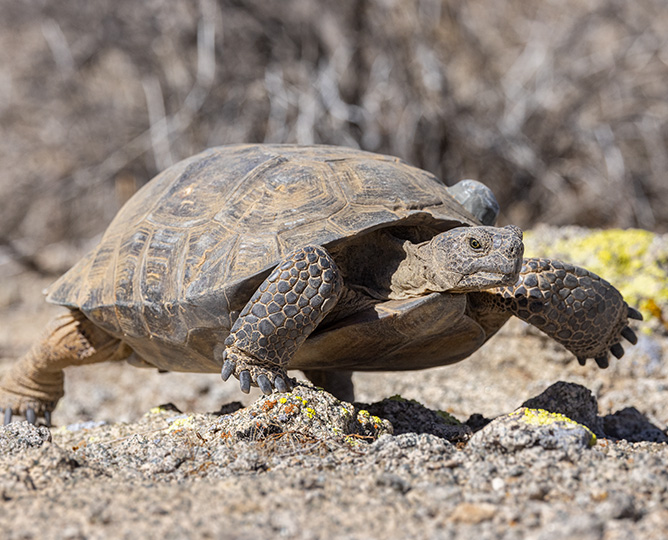 desert tortoise