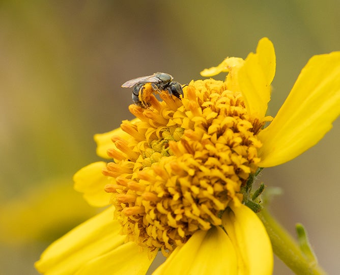 closeup of native bee on a bright yellow flower