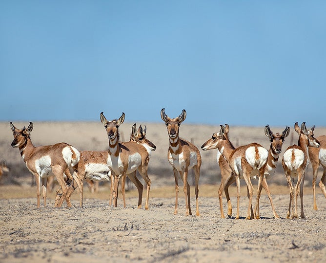 Photo of a group of pronghorns facing different directions standing in an open, sandy plain with bright blue sky behind them