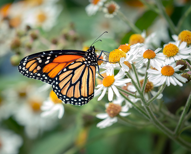 monarch butterfly on wildflowers