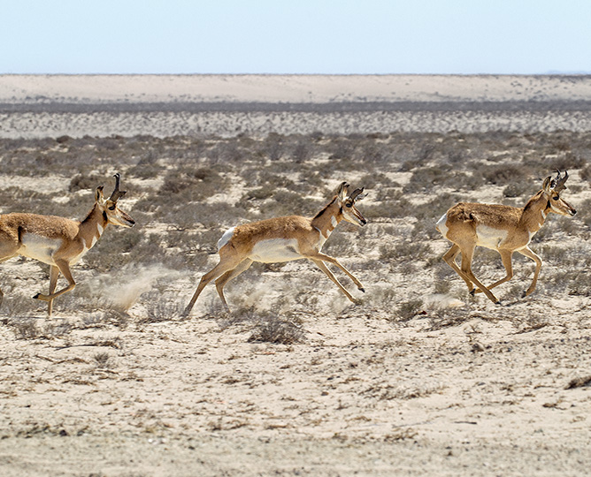 pronghorns leaping across a field