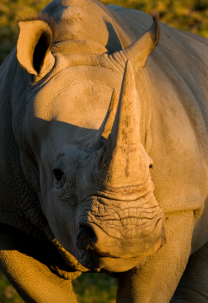 a closeup of a rhino's face lit by evening light